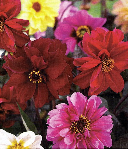 The Rainbow Dahlia mixture can be purchased for $10 in the Flower Power Fundraiser. It is one of 26 available products.