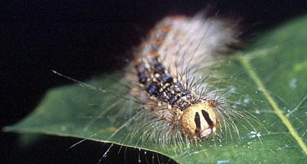A Gypsy Moth caterpillar.