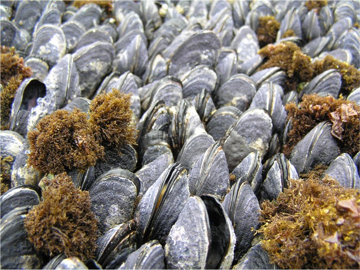A bed of California mussels.