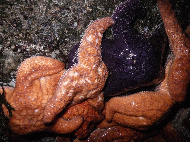 Some of the mystery surrounding Sea Star Wasting Syndrome: healthy sea stars piled up with sick ones do not always get sick.