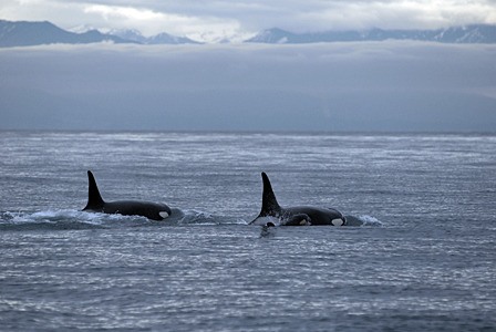The orca baby (nestled next to an adult