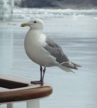 Coastal Observation and Seabird Survey Team will deliver free training sessions.
