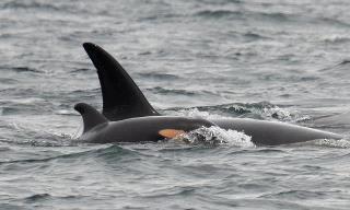 Mom and calf spotted off the coast of Victoria