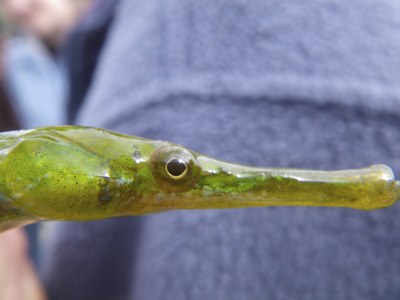 A bay pipefish that makes its home in shallow kelp.