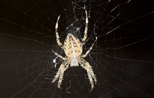 European cross spider