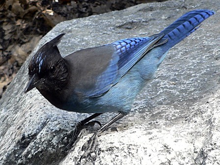 Steller’s Jays are bold