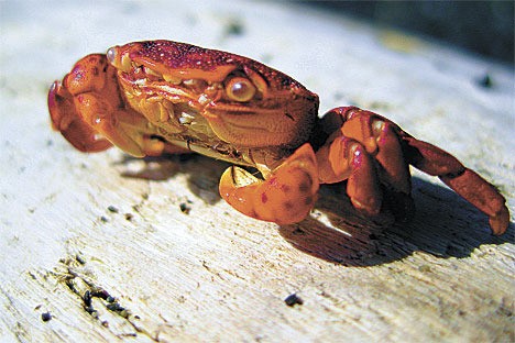 A photograph of a crab that was submitted for Huppenthal's photo book.