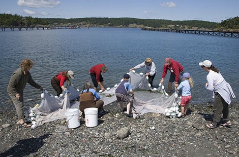 FRIENDS of the San Juans will offer free shoreline beach walks and hands-on activities on Orcas