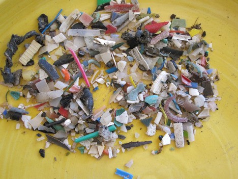Plastic bits collected during the April sampling on Orcas.