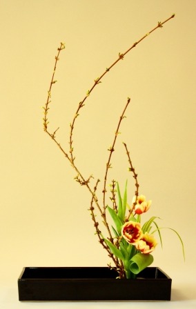 Moribana. Tulip. Forsythia.