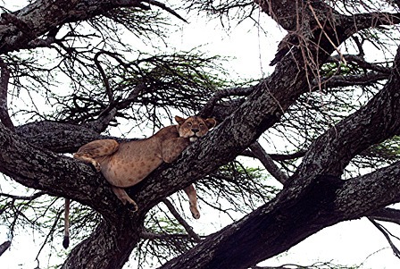 Dave Polis has donated 1