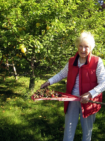 Barbara Wheeler helping out with the plum picking.