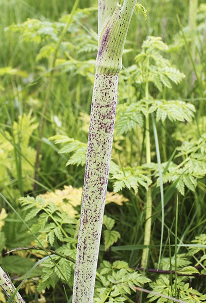 Poison hemlock