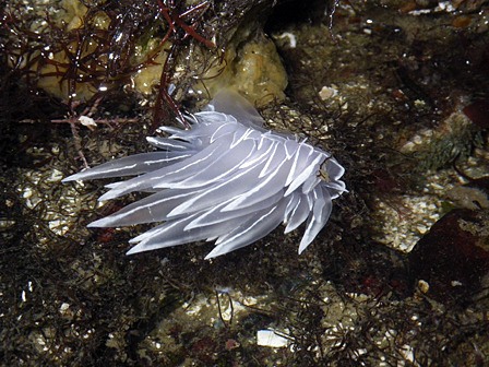 A frost nudibranch