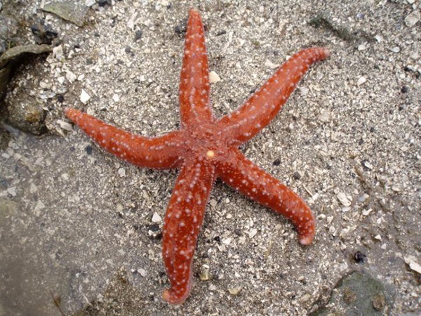False ochre stars (Evasterias troeschelii) began declining years before the outbreak of wasting syndrome.