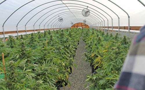 A crop of cannabis plants flourish and grow inside a greenhouse on a state-licensed San Juan Island marijuana farm.