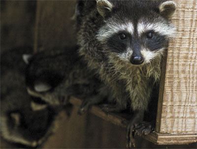 Raccoons at the Wolf Hollow Rehabilitation Center.