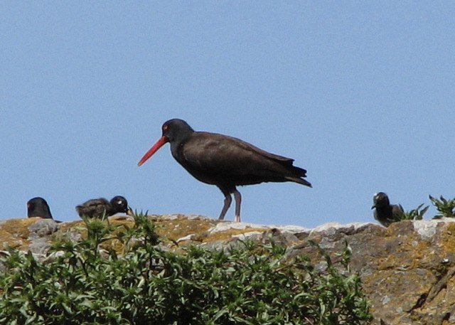 The two Black Oystercatchers with their two chicks.