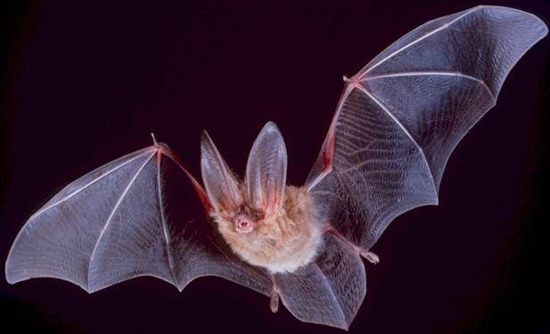 A Townsend’s big-eared bat takes flight
