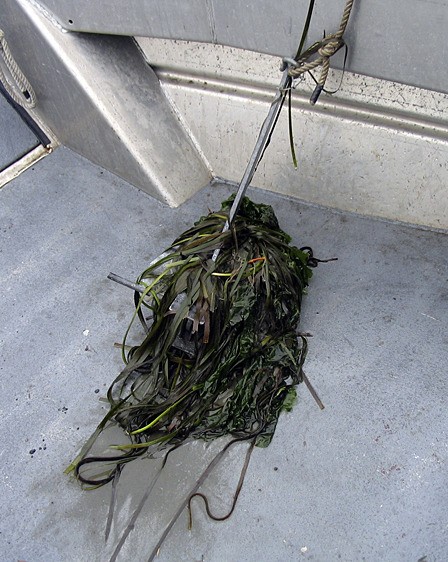 Above: a boat anchor with eelgrass tangled in it.