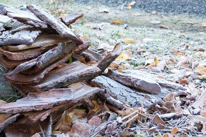 A frosty woodpile.