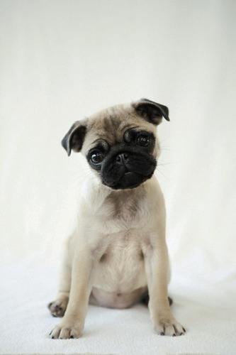 The 22nd Annual Pet Parade will be taking over the streets of Eastsound on Saturday