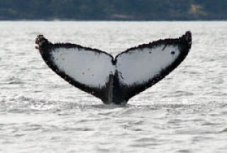 The fluke of a juvenile whale spotted in San Juan Channel heading west towards Speiden Channel. Tom Averna said
