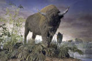 Bison antiques diorama example.