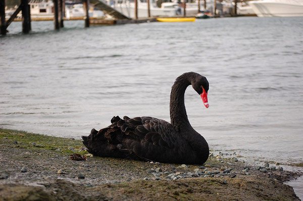 The swan was spotted on Dec. 31.