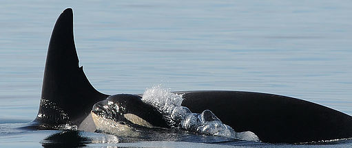 Resident orcas: no growth in 20 years