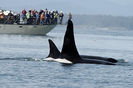 Ruffles traveling with J2.