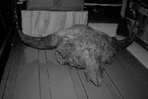 The skull of a Bison antiquus  a predecessor of the plains buffalo.