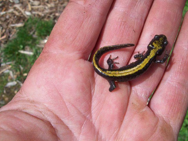 Mt Woolard salamander