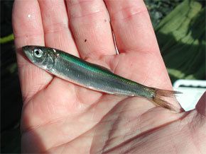 Small herring
