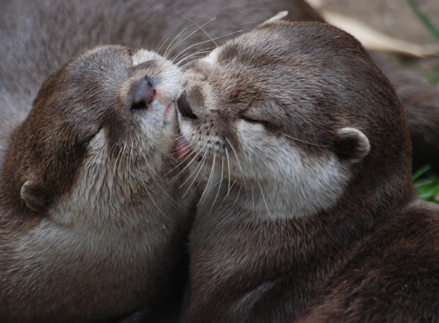 otters