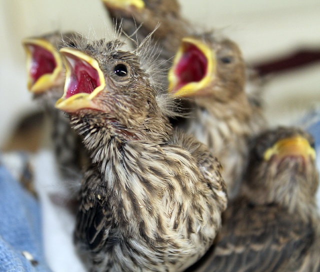 Finch nestlings