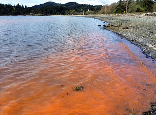 A harmless red tide on Eastsound’s Crescent Beach last week.