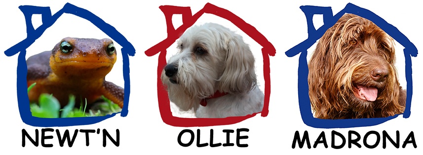 Newt promises “refreshing change” to pack mentality in the mayor race