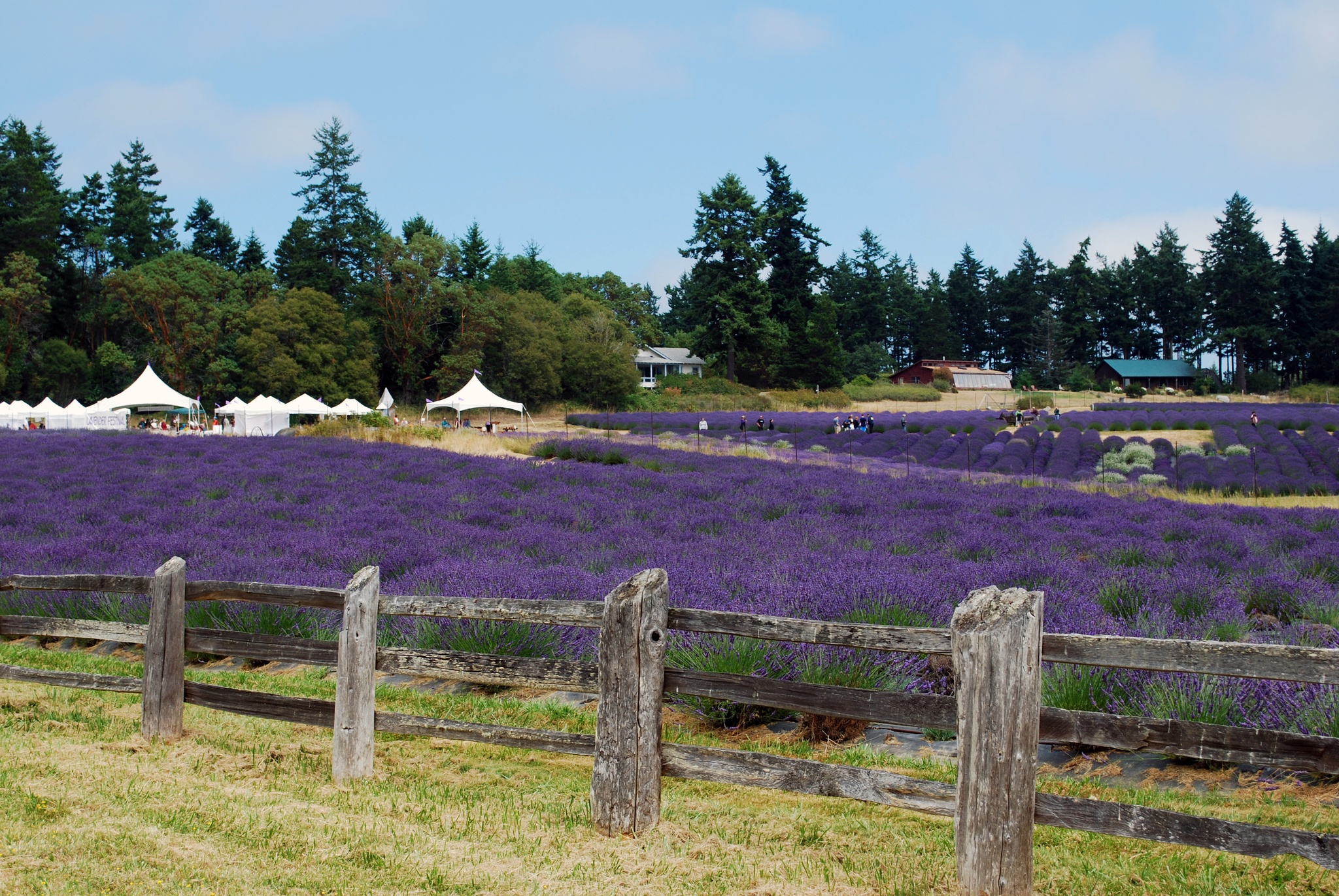 15th annual San Juan Island Lavender Festival Pelindaba Lavender Farm