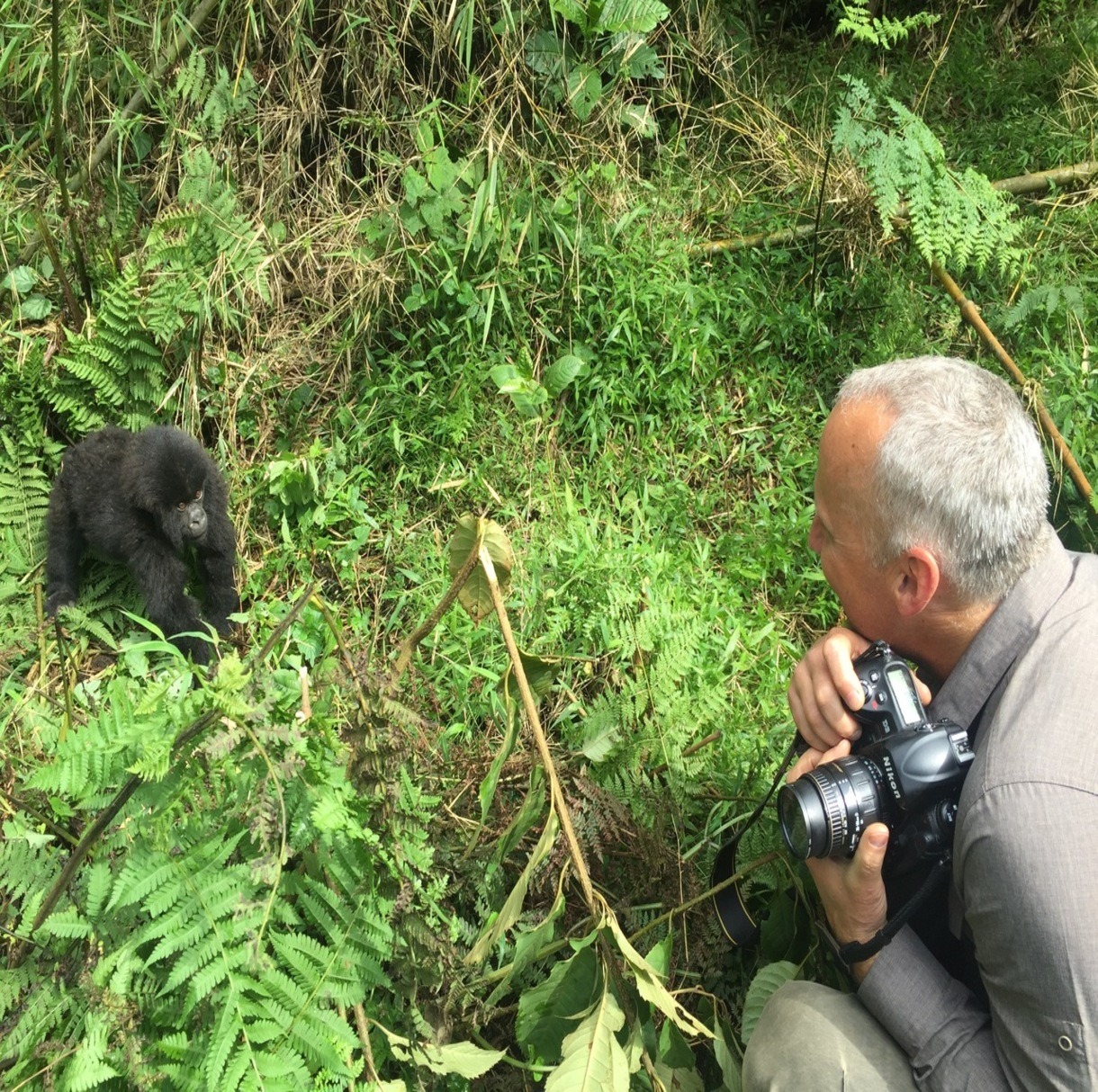 Joe Gaydos visiting with a mountain gorilla.