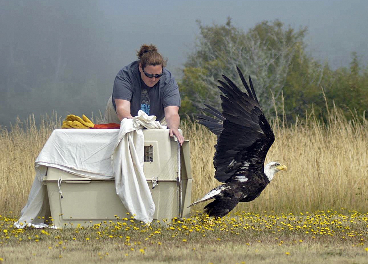 Penny Harner releasing the bald eagle