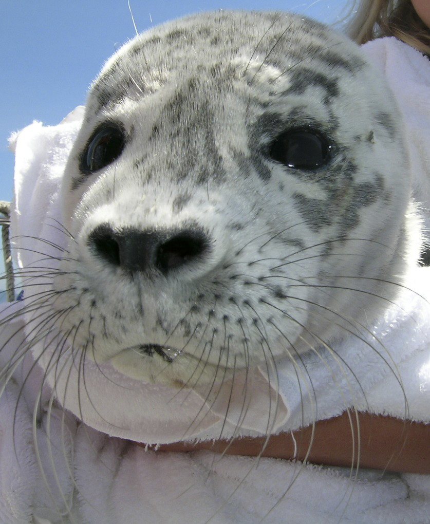 Most stranded harbor seal pups cannot be rescued