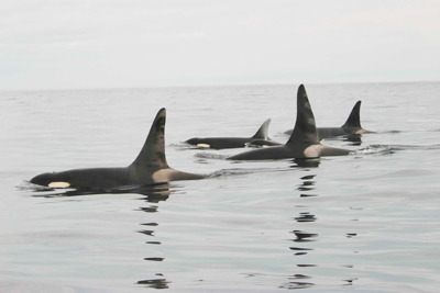 Members of the endangered Southern resident killer whales ply the waters.