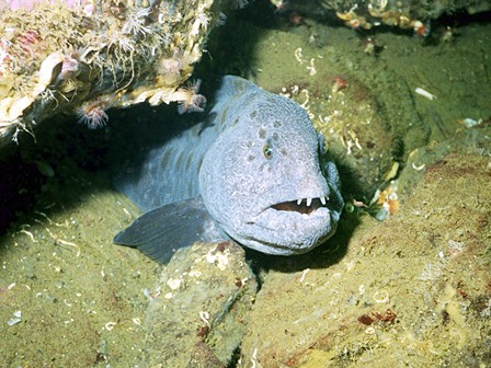 Wolf Eel is the subject of a Nov. 9 lecture at Camp Orkila.