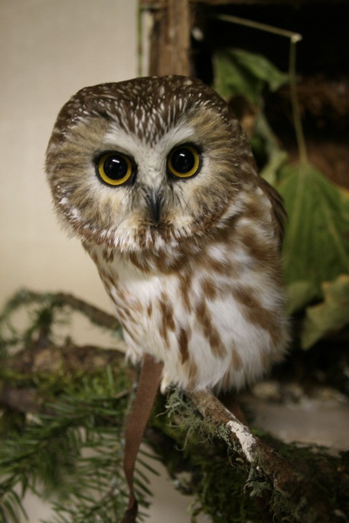 A saw-whet owl