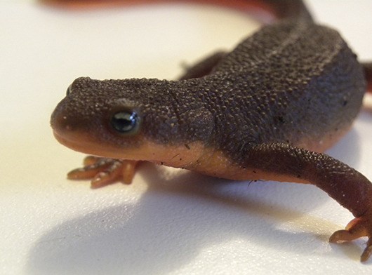Rough-skinned newt