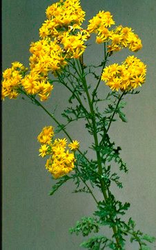 Tansy ragwort is easily recognized while it is in flower.
