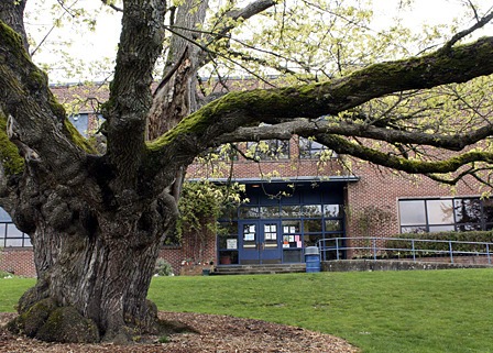 The big leaf maple tree in front of Orcas Elementary is here to stay.