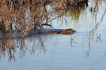 Although beavers don’t live in the ocean