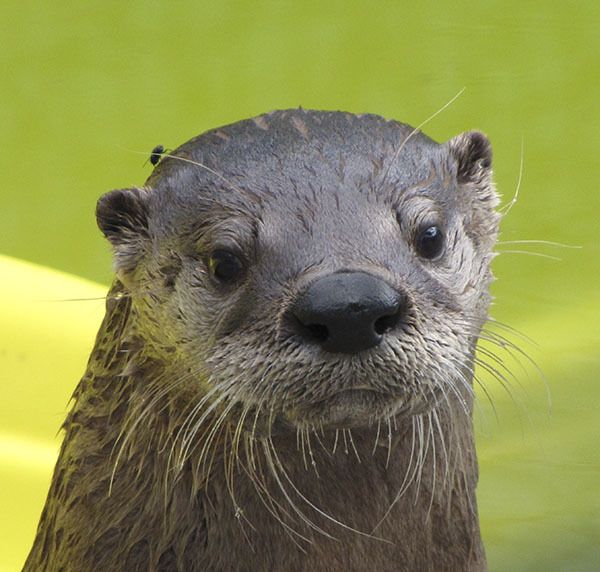 A river otter.
